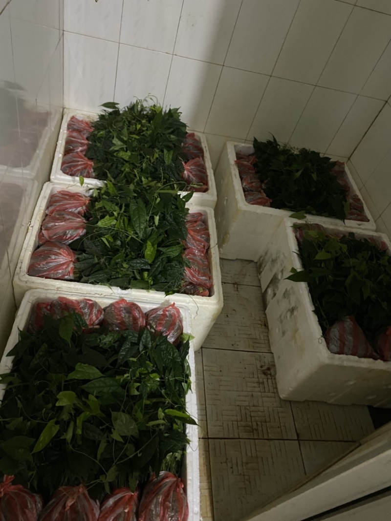 金果榄苗青牛胆苗地苦胆苗金果榄山慈姑