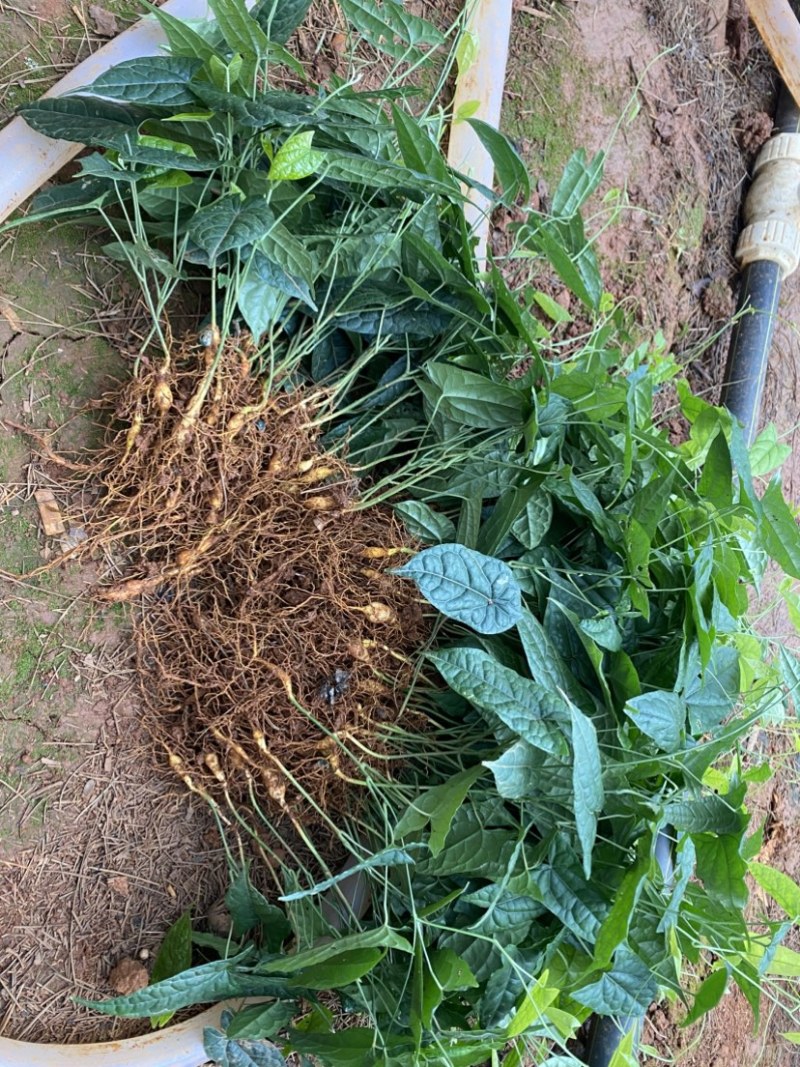 金果榄苗青牛胆苗地苦胆苗金果榄山慈姑