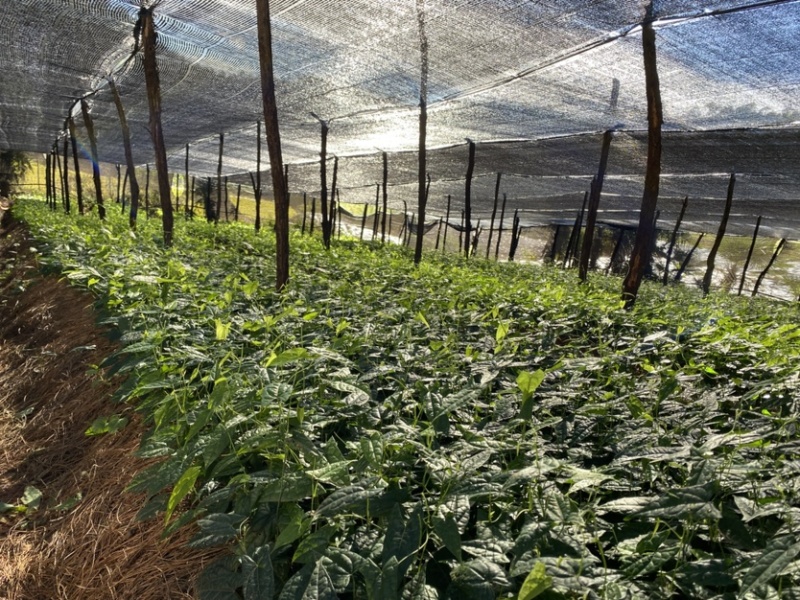 金果榄苗青牛胆苗地苦胆苗金果榄山慈姑