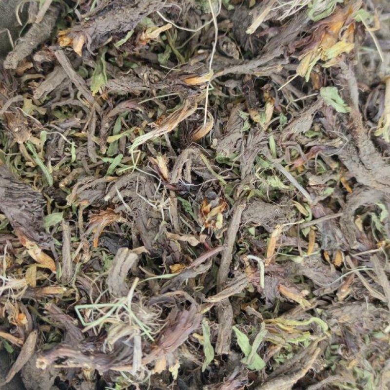 甘松各种规格中药材批发零售量大从优诚信经营