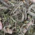 甘松各种规格中药材批发零售量大从优诚信经营