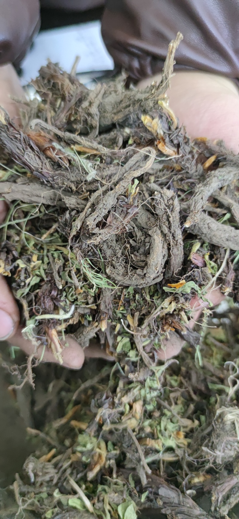 甘松各种规格中药材批发零售量大从优诚信经营