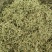 金银花各种中药材批发量大从优诚信经营