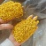 桂林全州县绍水镇锋哥各种种品种干桂花