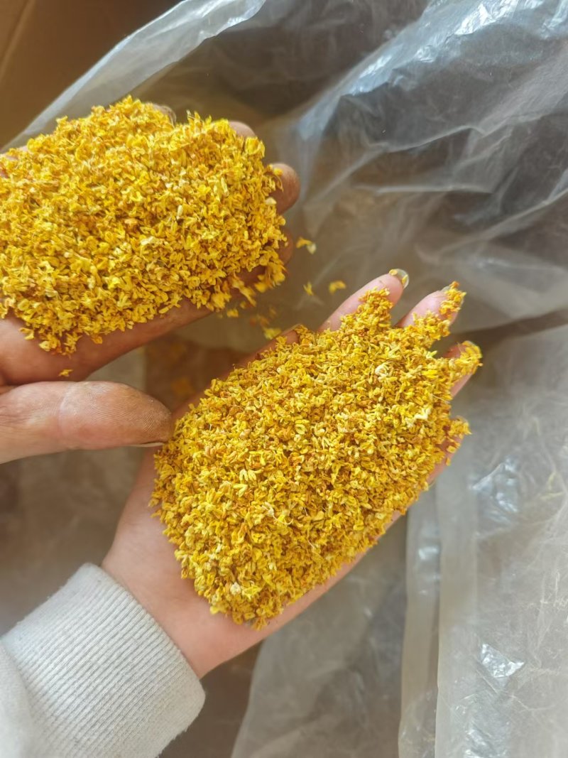 桂林全州县绍水镇锋哥各种种品种干桂花