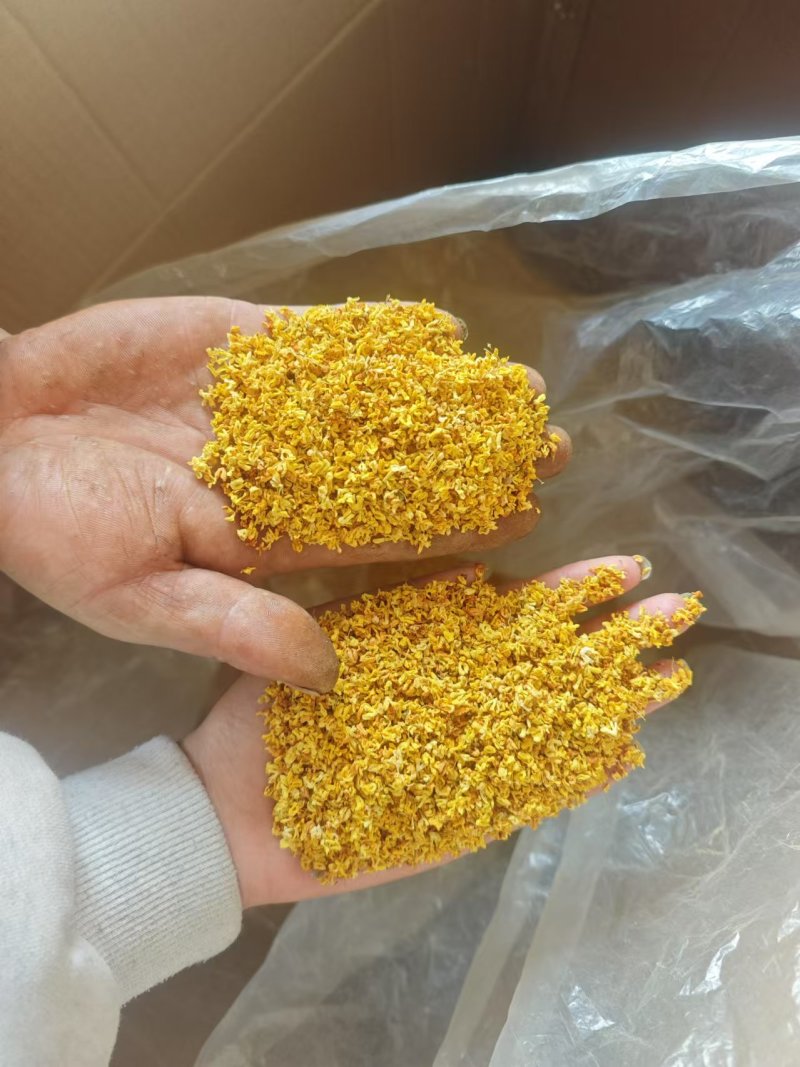 桂林全州县绍水镇锋哥各种种品种干桂花
