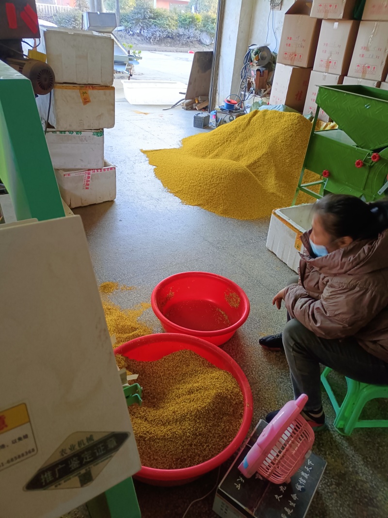 桂林全州县绍水镇锋哥各种种品种干桂花