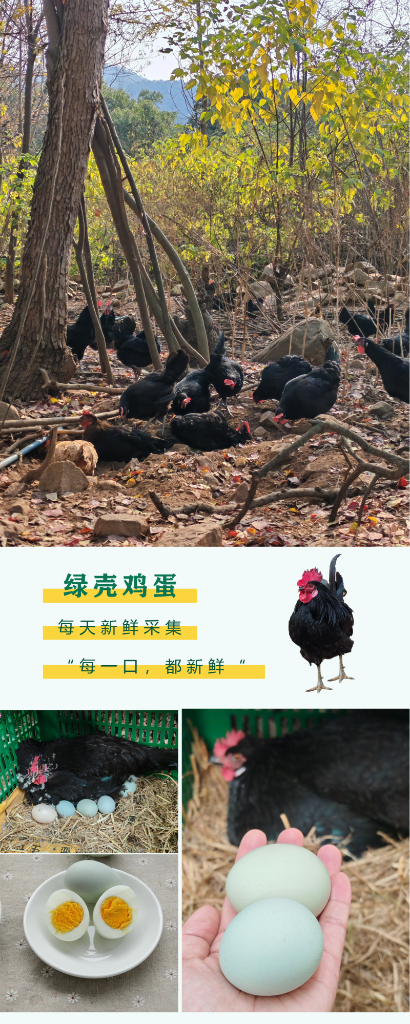 【土鸡蛋】360枚京山散养绿壳土鸡蛋基地直供，现捡现发