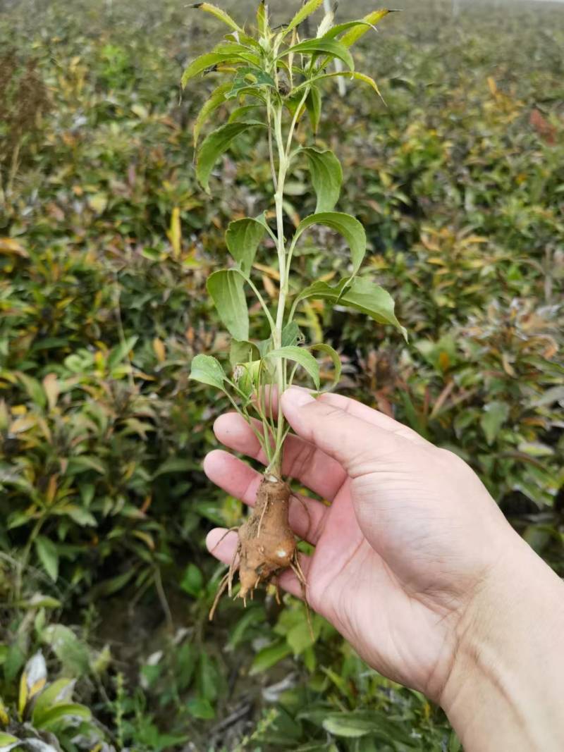 白术种子