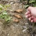 白术种子