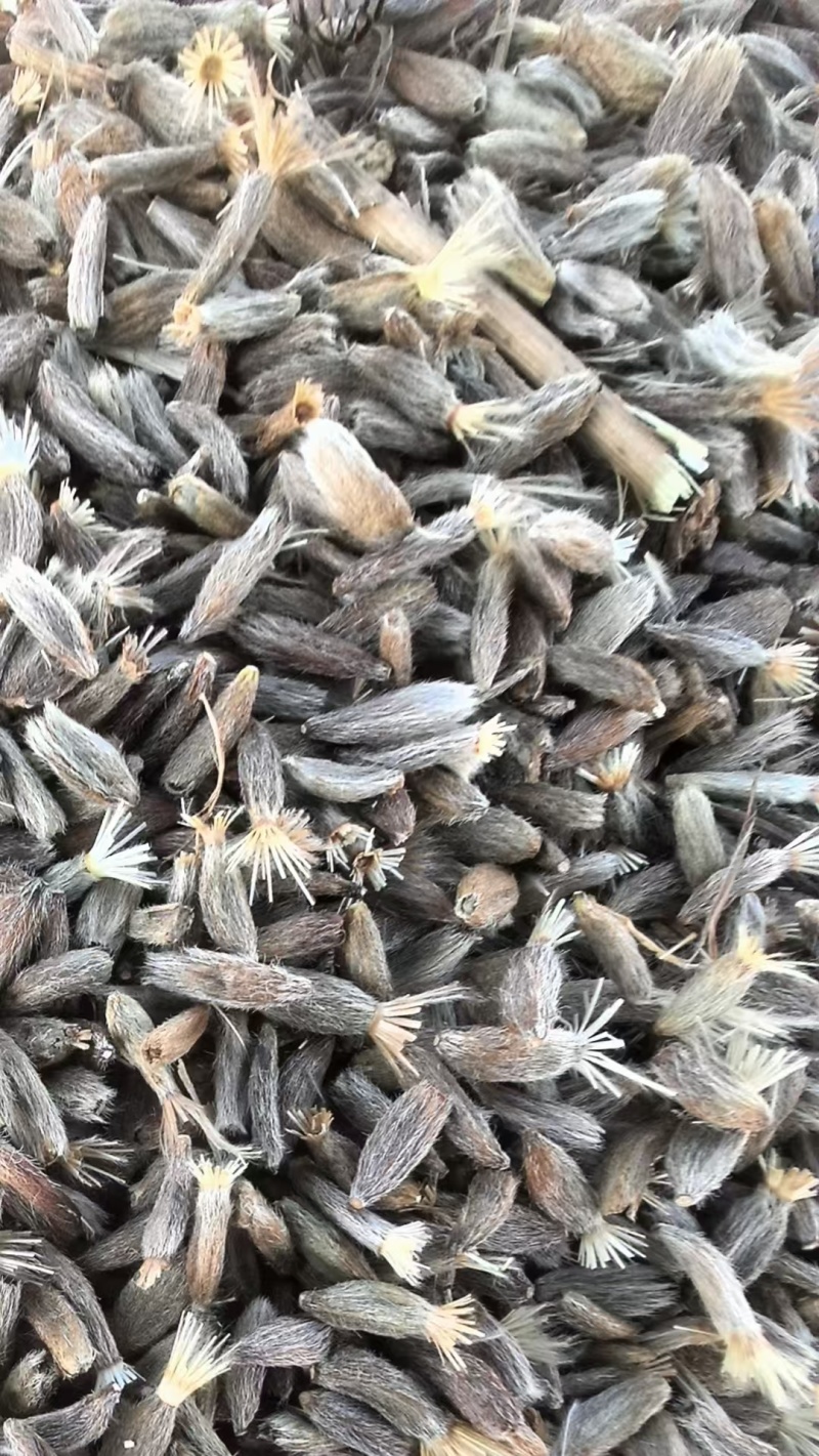 白术种子