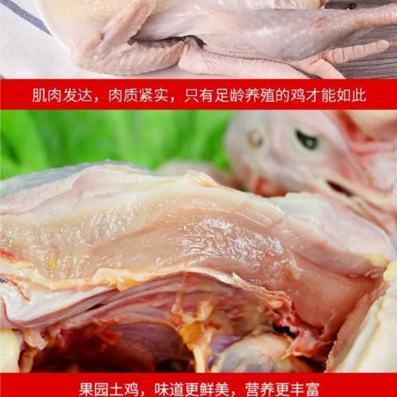 【散养土鸡】京山散养土鸡基地直供，现杀现发，全国可发
