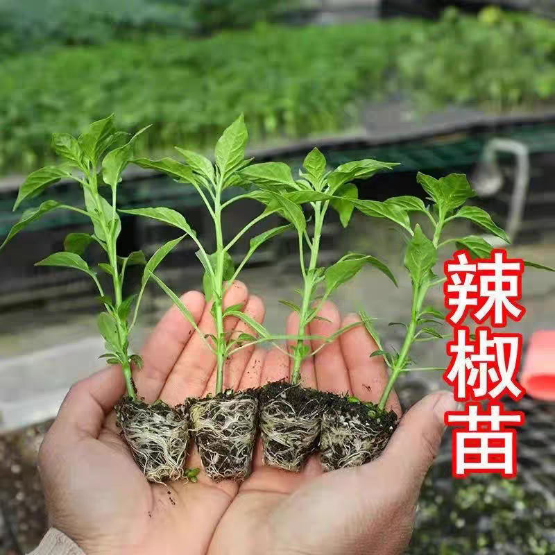 线椒苗【精选】江苏沭阳精品线椒苗现挖现发一手货源