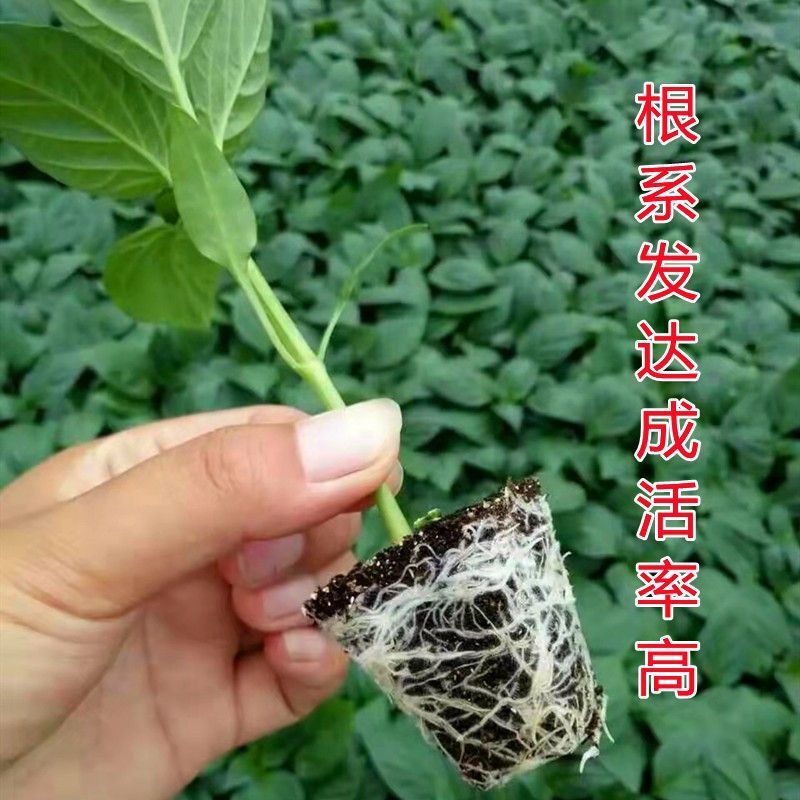 线椒苗【精选】江苏沭阳精品线椒苗现挖现发一手货源