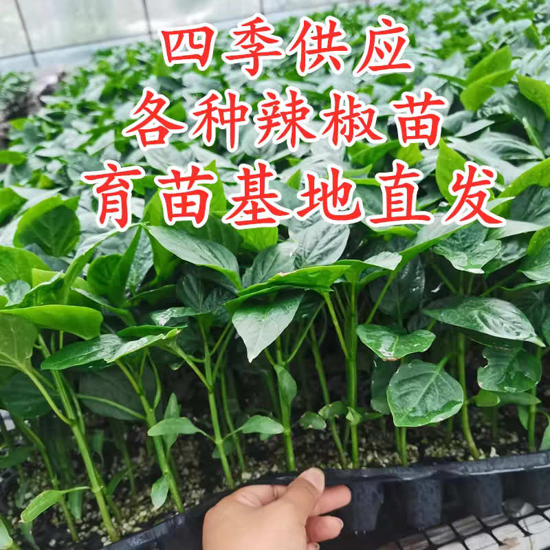 线椒苗【精选】江苏沭阳精品线椒苗现挖现发一手货源