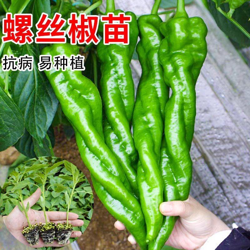 螺丝椒苗【牛商优选】精品辣椒苗带土发货易成活