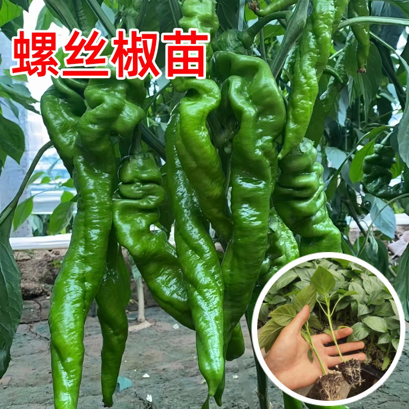 螺丝椒苗【牛商优选】精品辣椒苗带土发货易成活