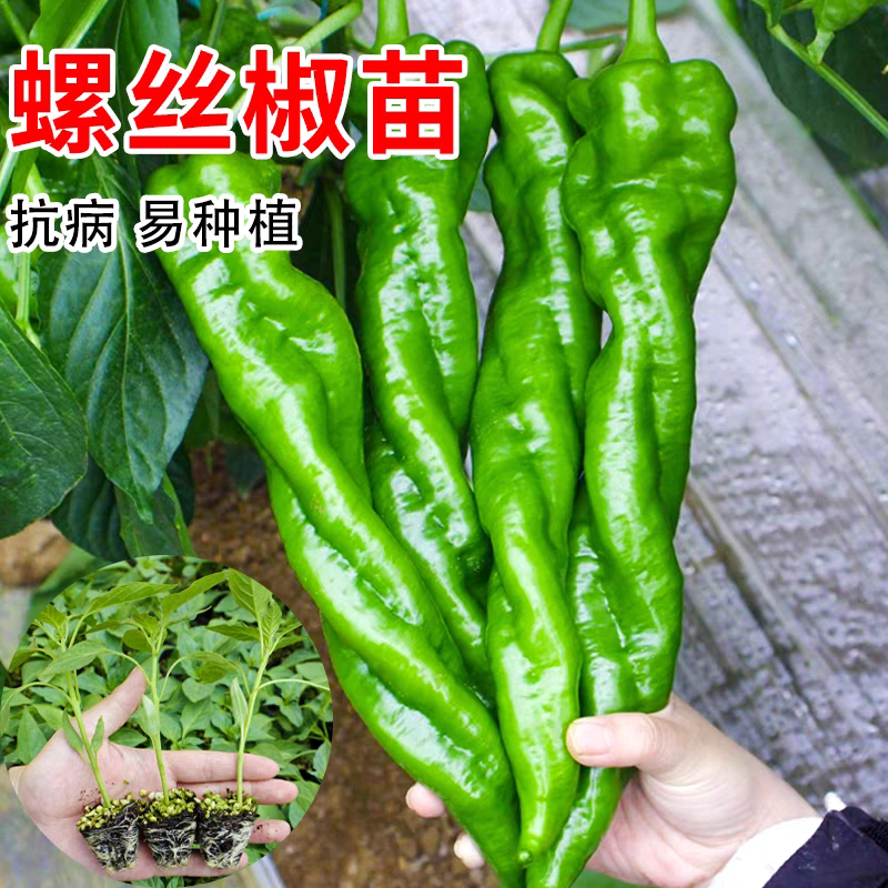 螺丝椒苗【牛商优选】精品辣椒苗带土发货易成活