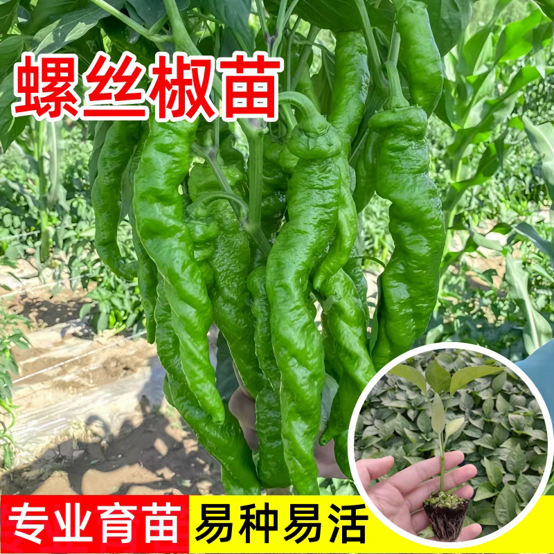 螺丝椒苗【牛商优选】精品辣椒苗带土发货易成活