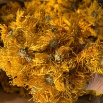 金丝皇菊一朵一花黄山贡菊七月菊胎菊胎米花茶批发