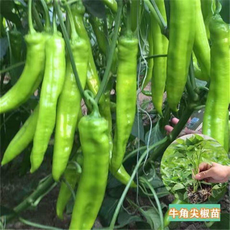 【实力商家】羊角椒苗带土发货易成活产量高根系发达