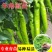 【实力商家】羊角椒苗带土发货易成活产量高根系发达