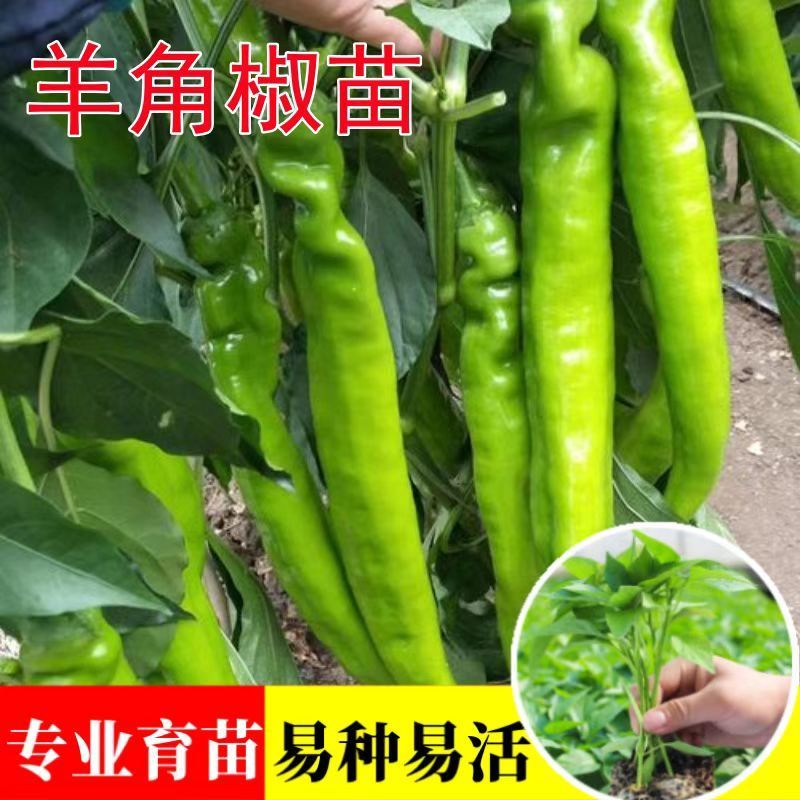 【实力商家】羊角椒苗带土发货易成活产量高根系发达