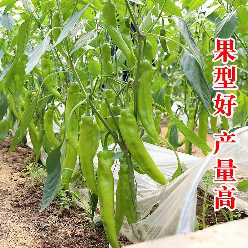【实力商家】羊角椒苗带土发货易成活产量高根系发达