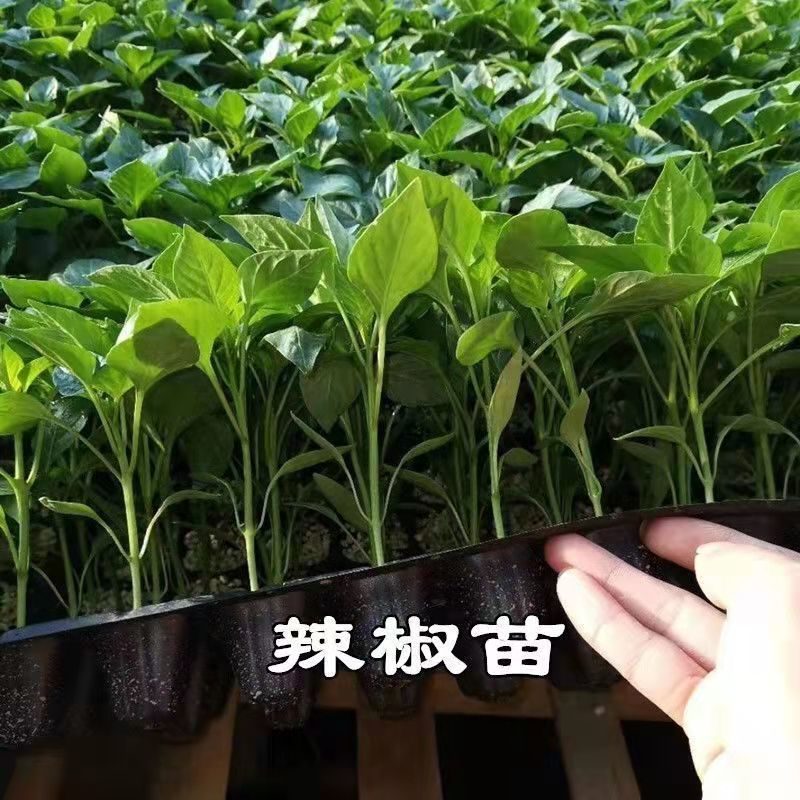 【实力商家】羊角椒苗带土发货易成活产量高根系发达