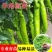 【实力商家】羊角椒苗带土发货易成活产量高根系发达