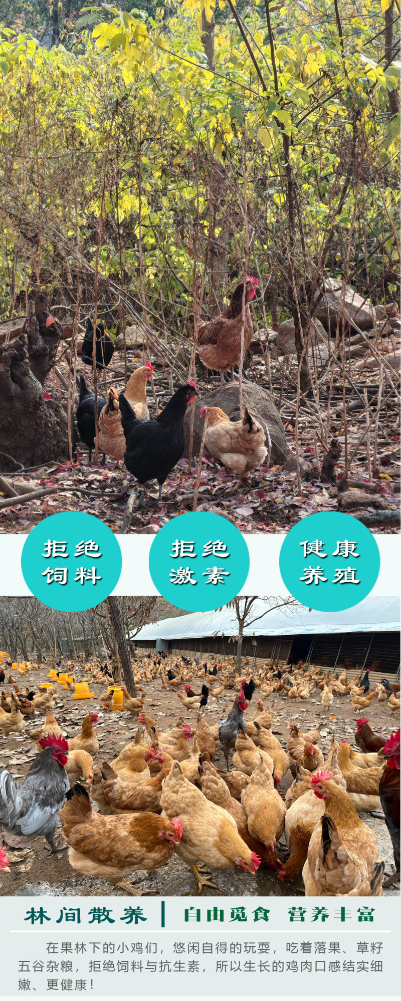 【精品鸡蛋】360枚京山散养土鸡蛋包邮送货上门，现捡现发