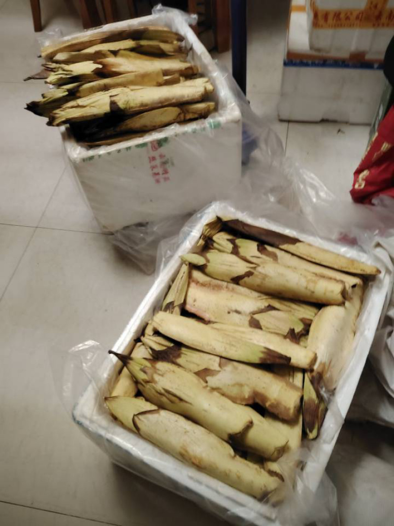 棕榈树棕树苗棕苞苗棕苞荷包棕食用棕苞苗量大包邮