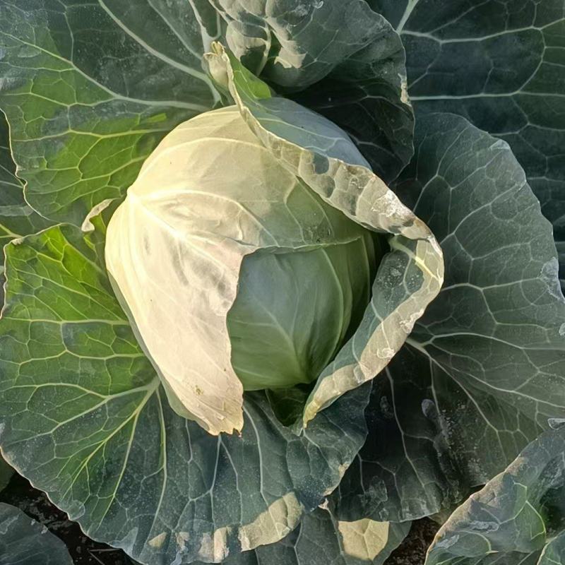 新鲜甘蓝，健康美味，直供农场，快来选购！