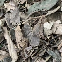石楠藤【包邮】三斤起发货可批量可零售量大从优