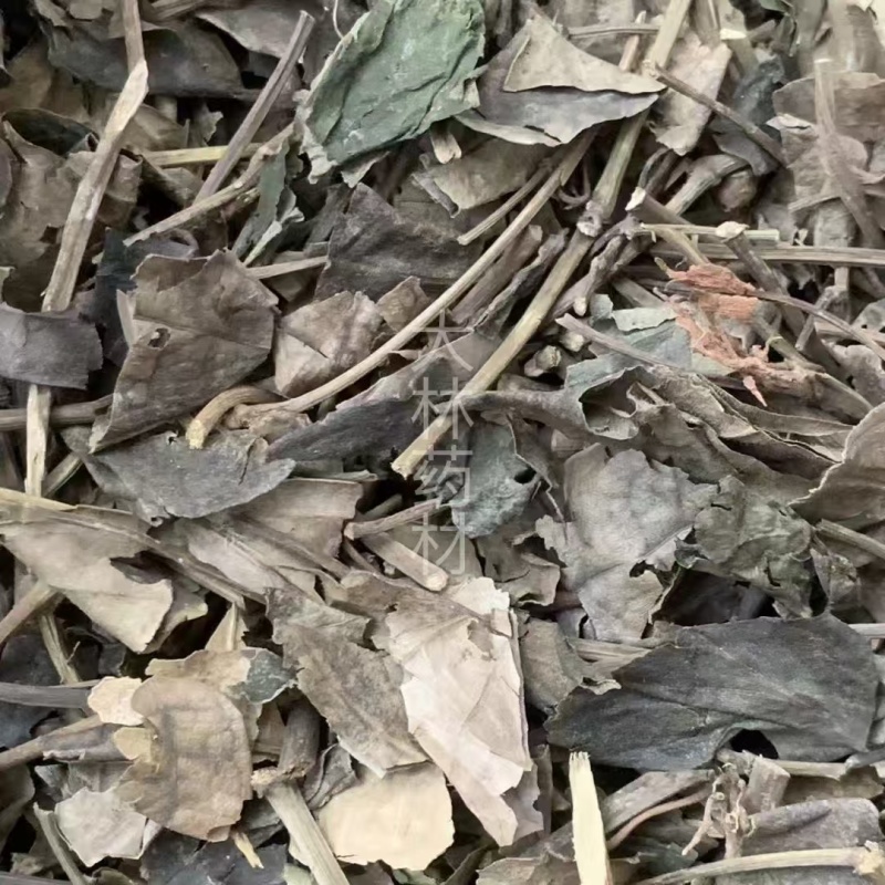石楠藤【包邮】三斤起发货可批量可零售量大从优