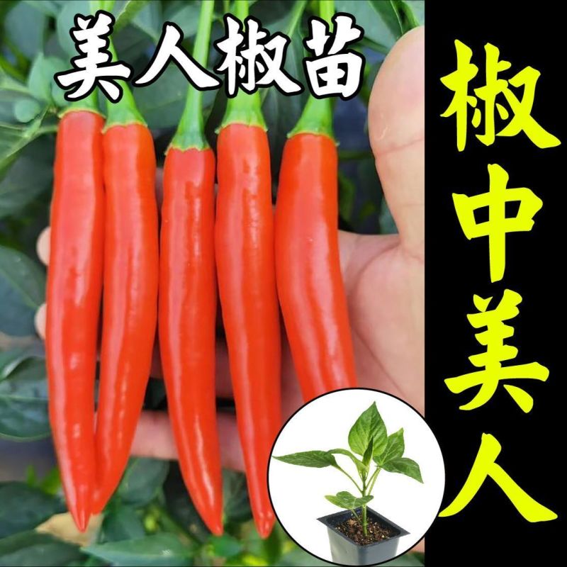 【基地批发】精品美人椒苗颗颗粗壮根系发达品质保证