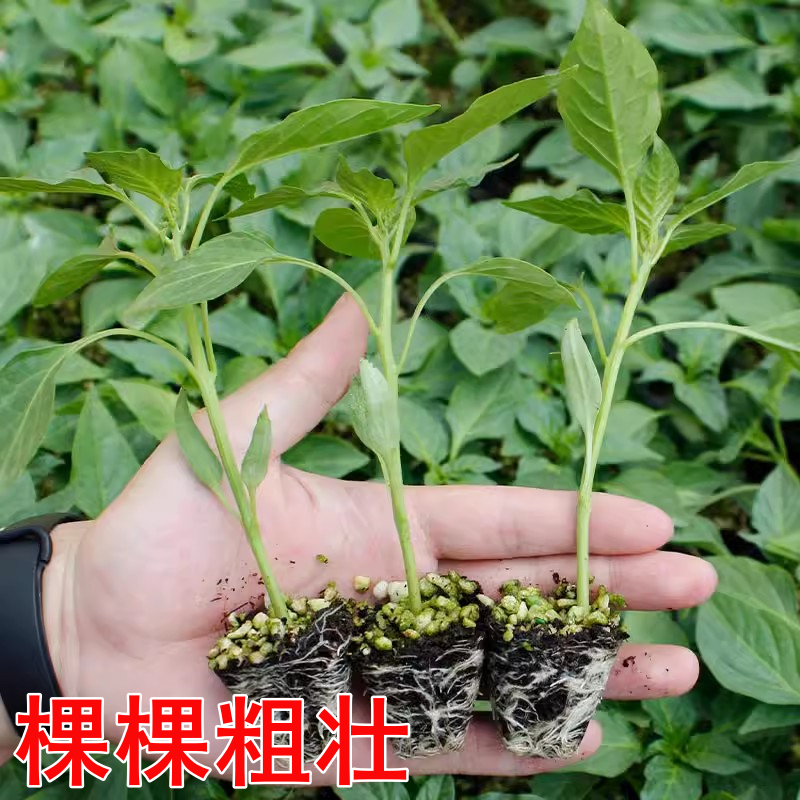 【基地批发】精品美人椒苗颗颗粗壮根系发达品质保证