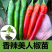 【基地批发】精品美人椒苗颗颗粗壮根系发达品质保证