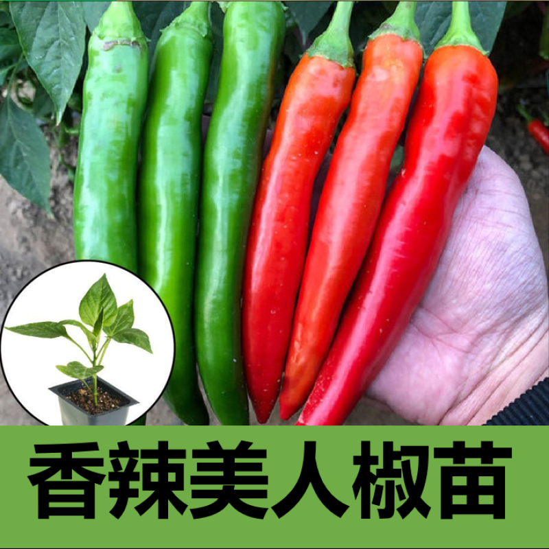 【基地批发】精品美人椒苗颗颗粗壮根系发达品质保证