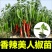 【基地批发】精品美人椒苗颗颗粗壮根系发达品质保证