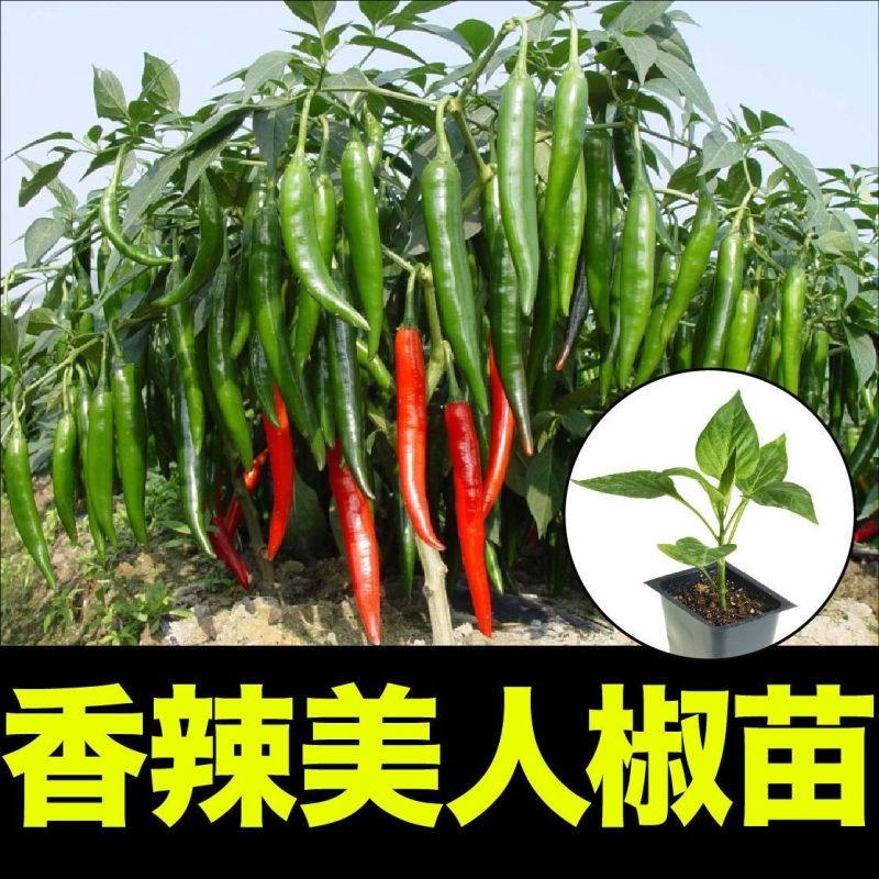 【基地批发】精品美人椒苗颗颗粗壮根系发达品质保证