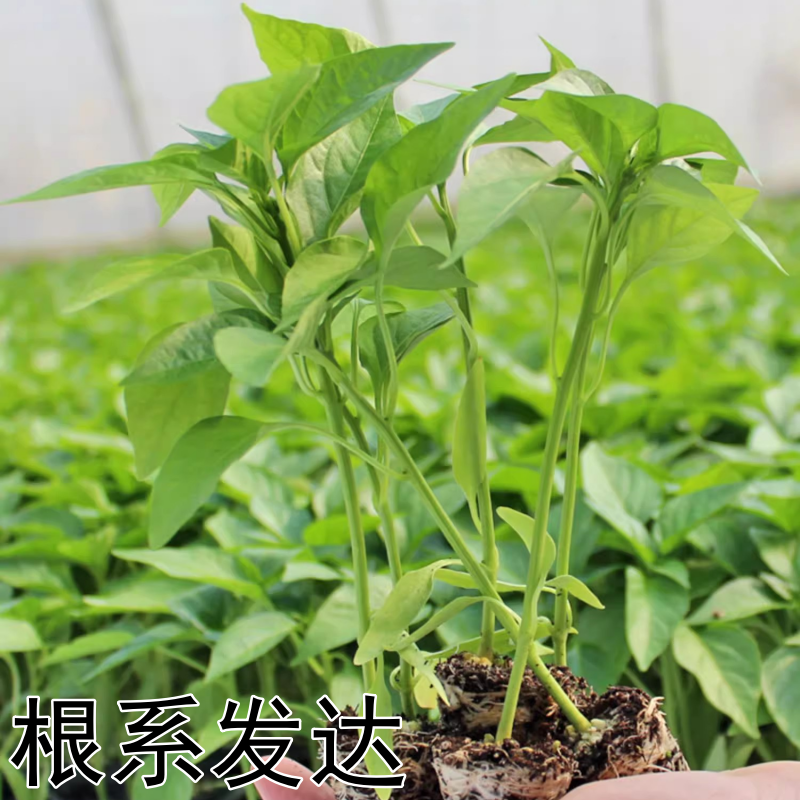 【基地批发】精品美人椒苗颗颗粗壮根系发达品质保证