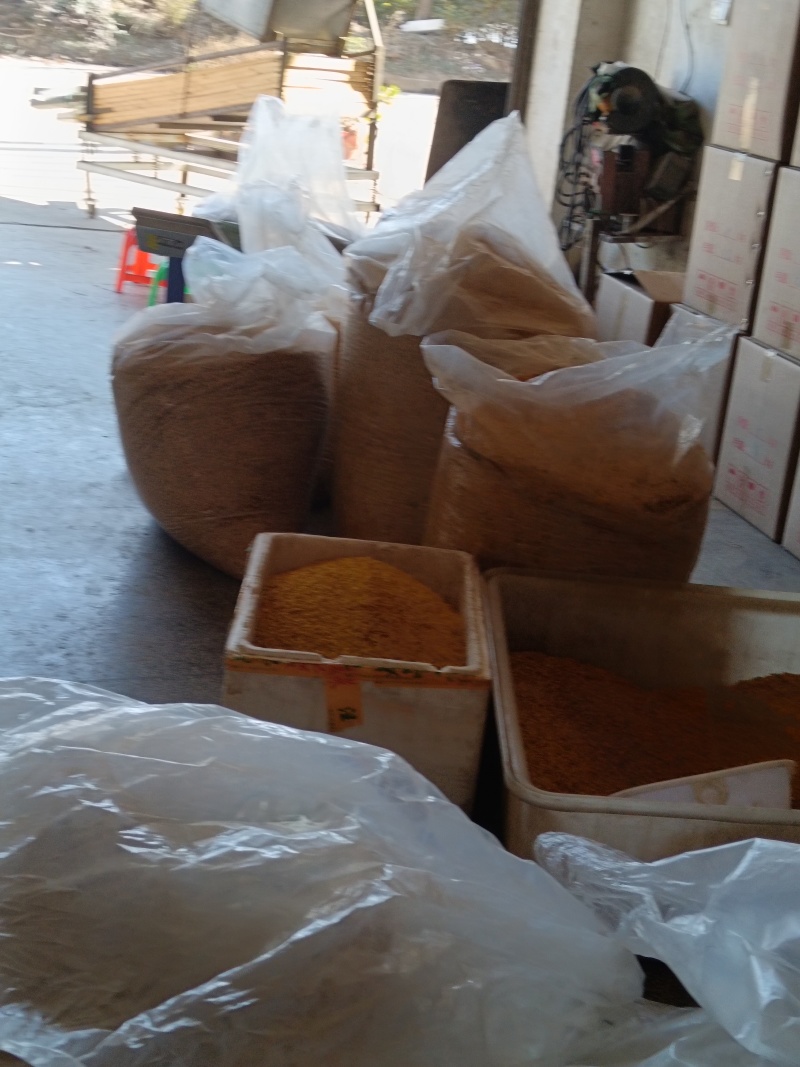 干桂花桂林全州县绍水镇锋哥各种种品种干桂花