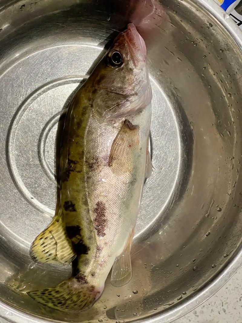 标准规格鳜鱼