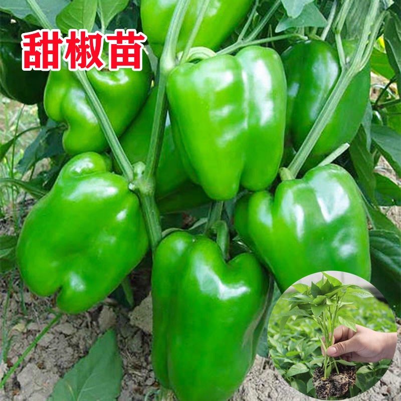 【灯笼椒苗】品质保证代发全国根系发达成活率高质优