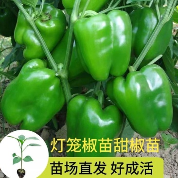 【灯笼椒苗】品质保证代发全国根系发达成活率高质优