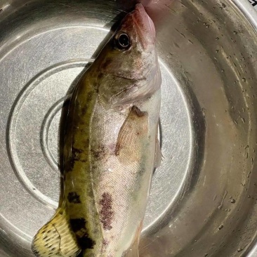 标准规格鳜鱼