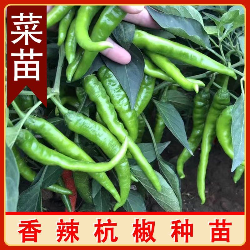 杭椒苗免费技术指导视频看货基地批发诚信为本