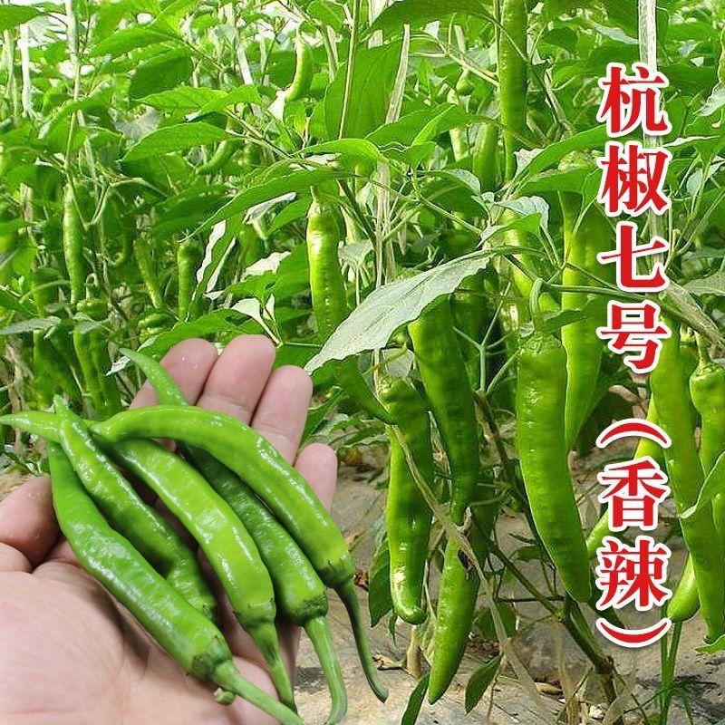 杭椒苗免费技术指导视频看货基地批发诚信为本