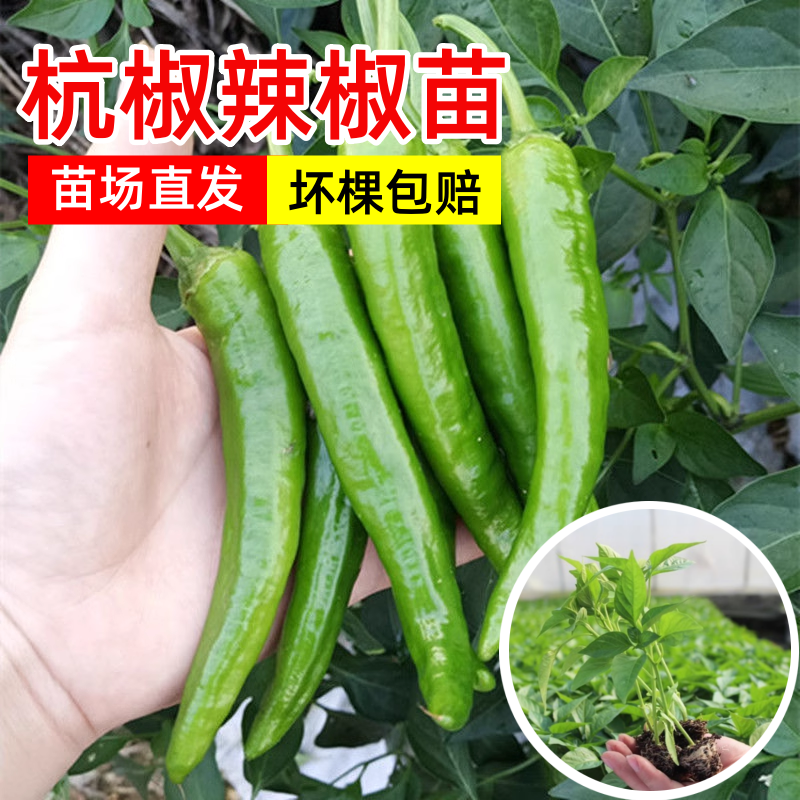 杭椒苗免费技术指导视频看货基地批发诚信为本